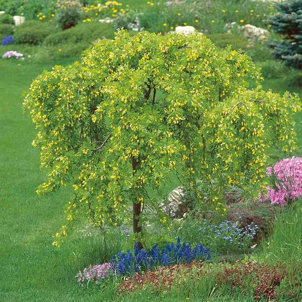 Salcam Galben Plangator Siberian (Caragana arborescens Pendula), cu flori galbene