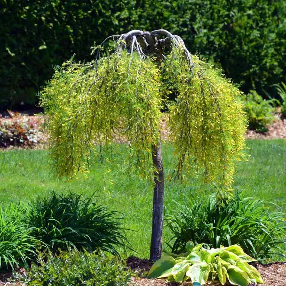 Salcam Galben Plangator Siberian (Caragana arborescens Pendula), cu flori galbene