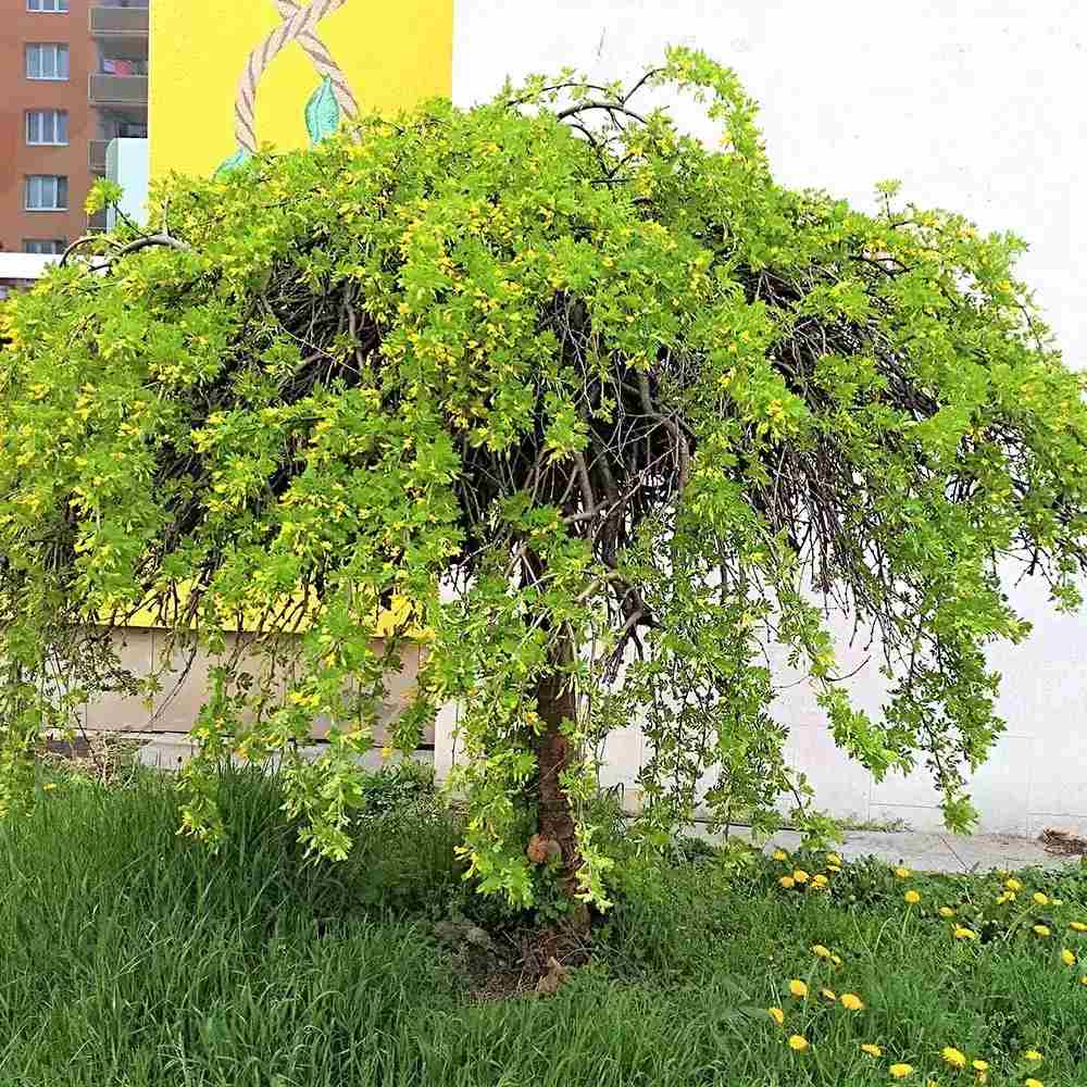 Salcam Galben Plangator Siberian (Caragana arborescens Pendula), cu flori galbene
