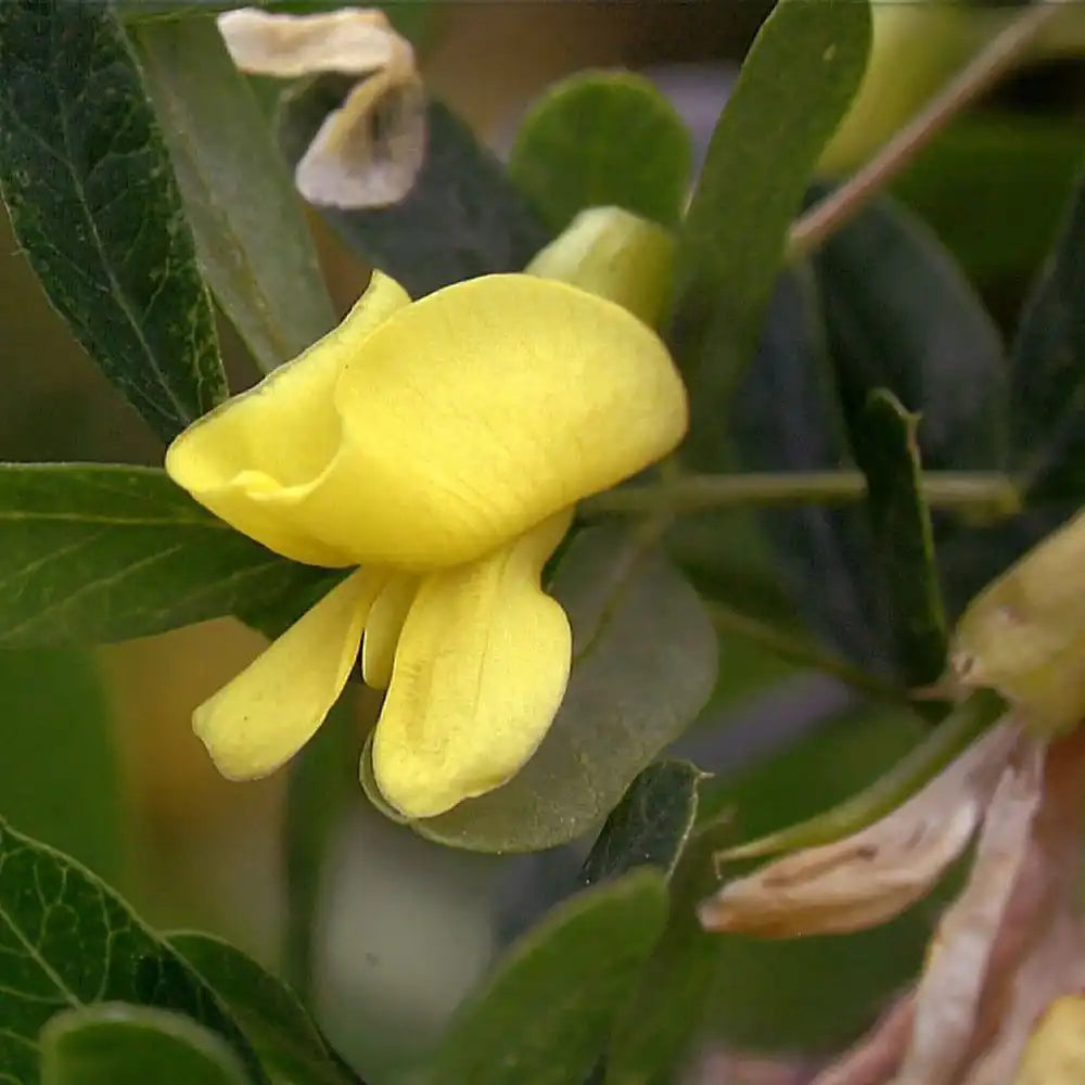 Salcam Galben Plangator Siberian (Caragana arborescens Pendula), cu flori galbene