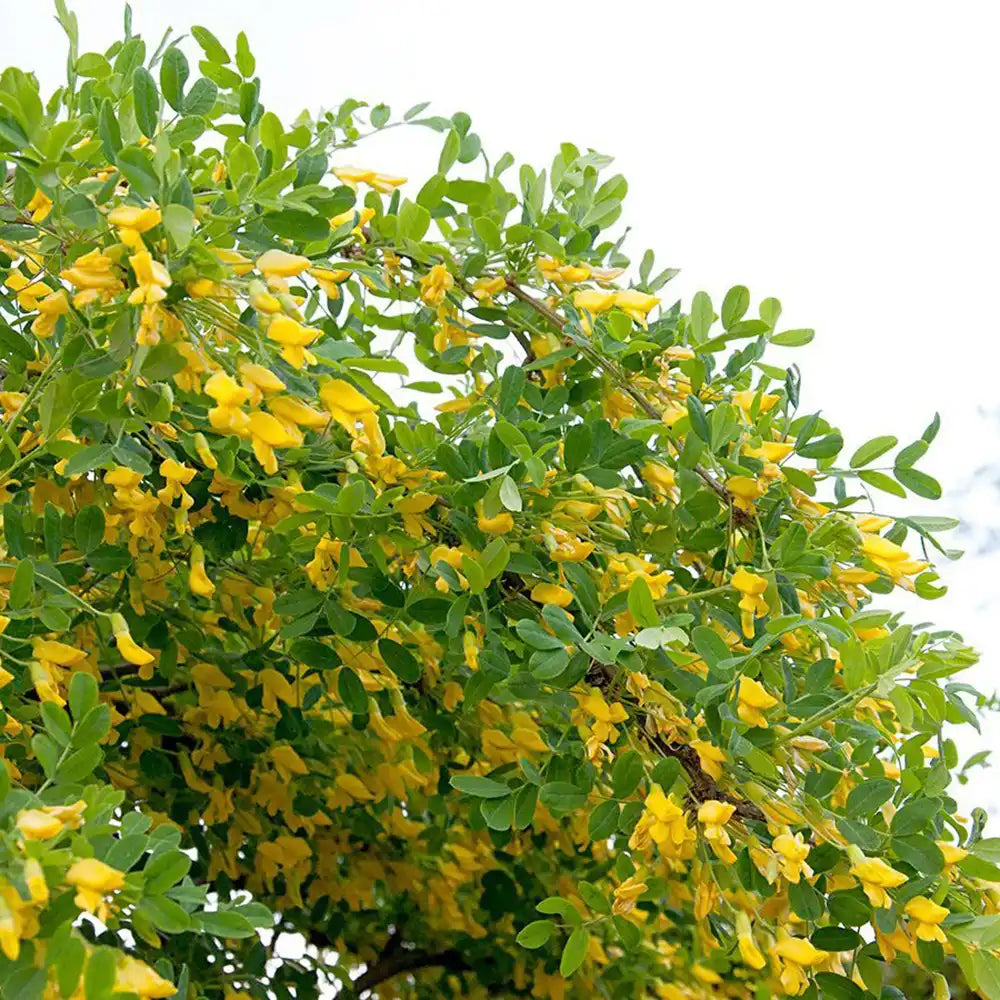 Salcam Galben Plangator Siberian (Caragana arborescens Pendula), cu flori galbene