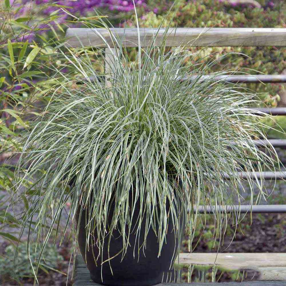 Iarba Ornamentala Carex Rogoz Everest