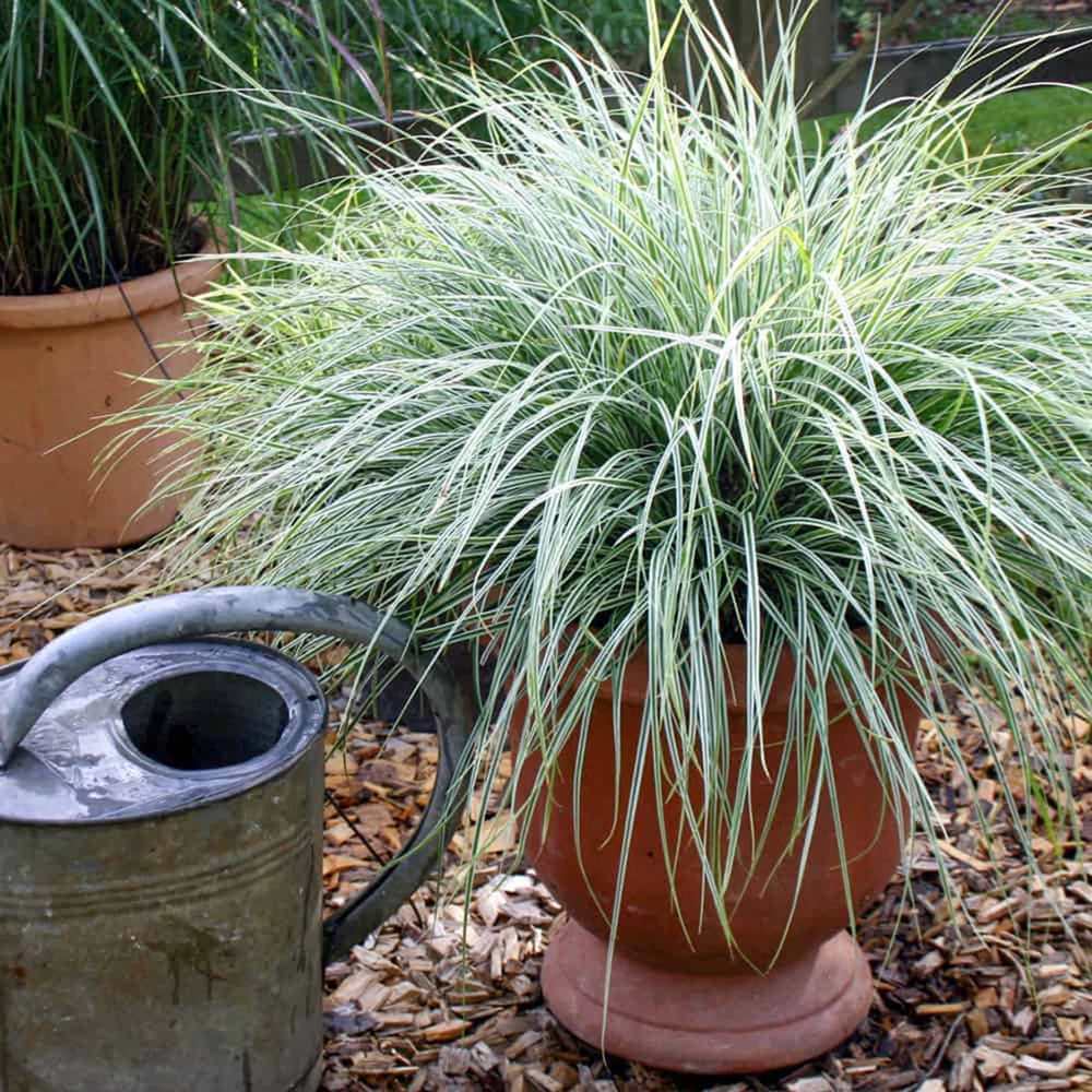 Iarba Ornamentala Carex Rogoz Everest