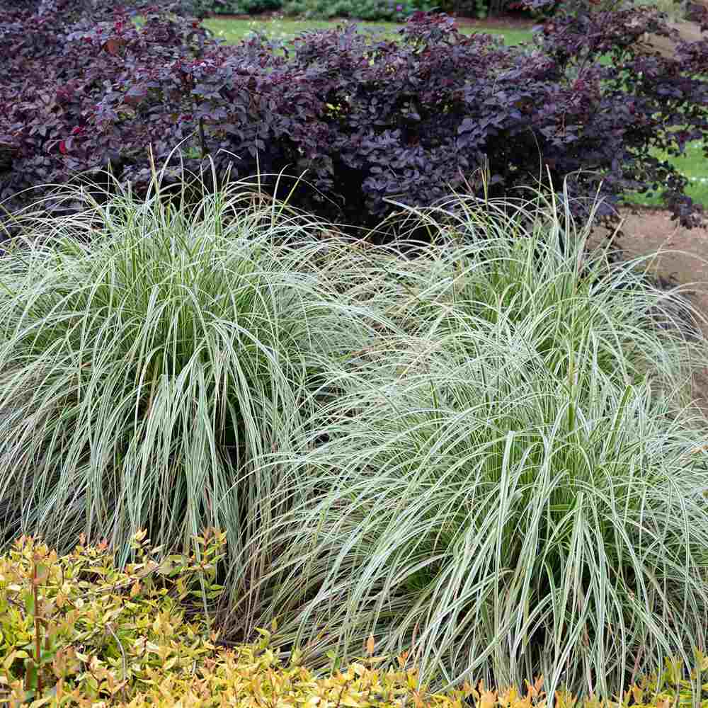 Iarba Ornamentala Carex Rogoz Everest