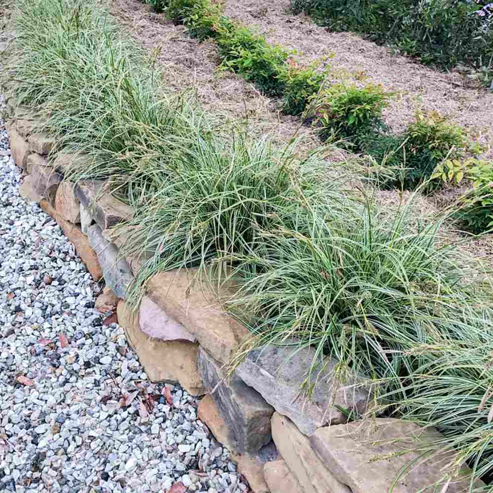 Iarba Ornamentala Carex Rogoz Everest