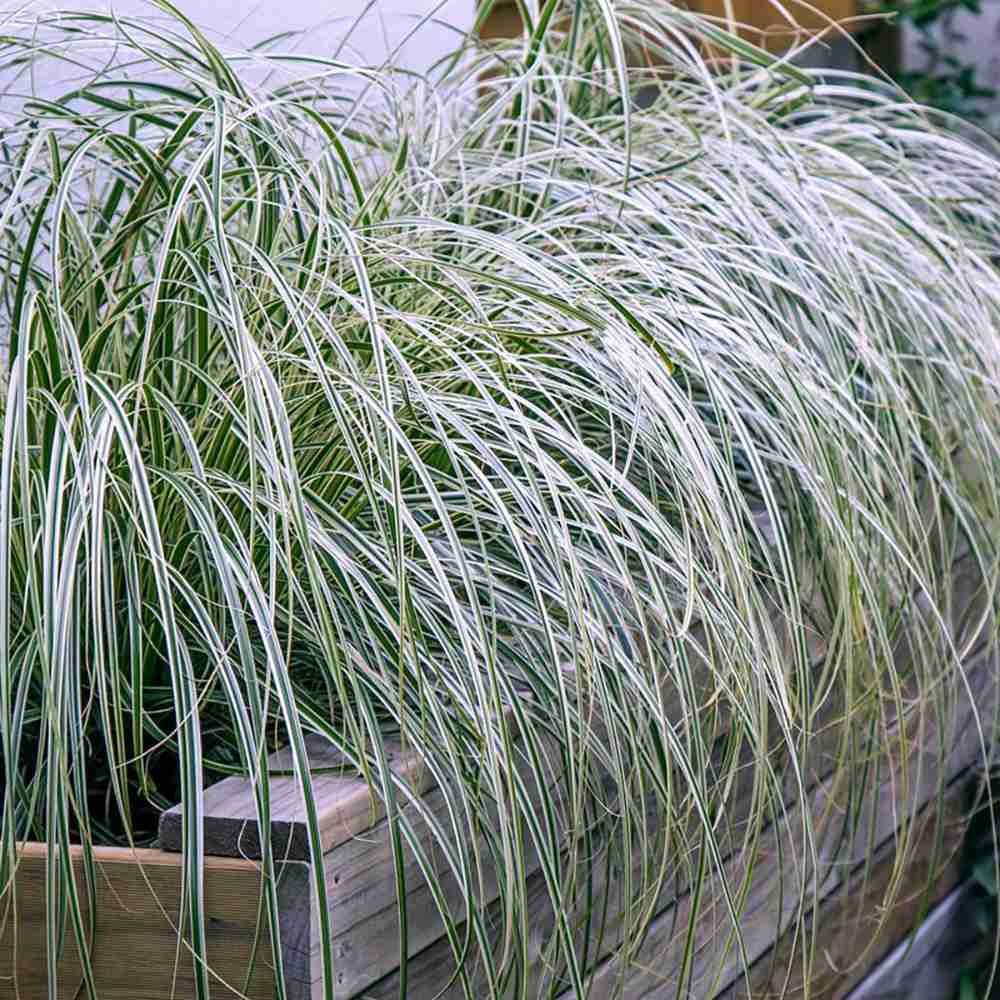 Iarba Ornamentala Carex Rogoz Everest