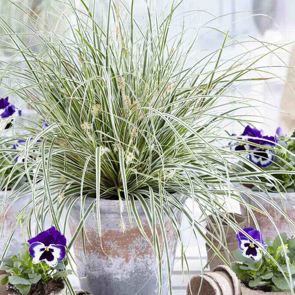 Iarba Ornamentala Carex Rogoz Everest