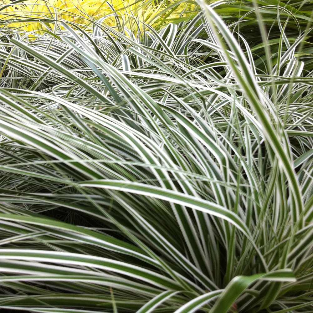 Iarba Ornamentala Carex Rogoz Everest