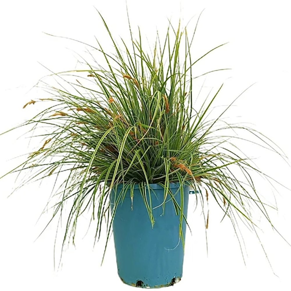 Iarba Ornamentala Carex Rogoz Everest