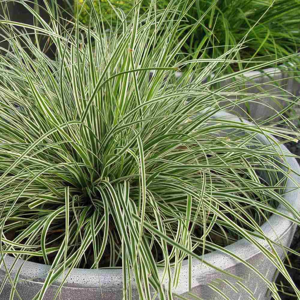 Iarba Ornamentala Carex Rogoz Everest