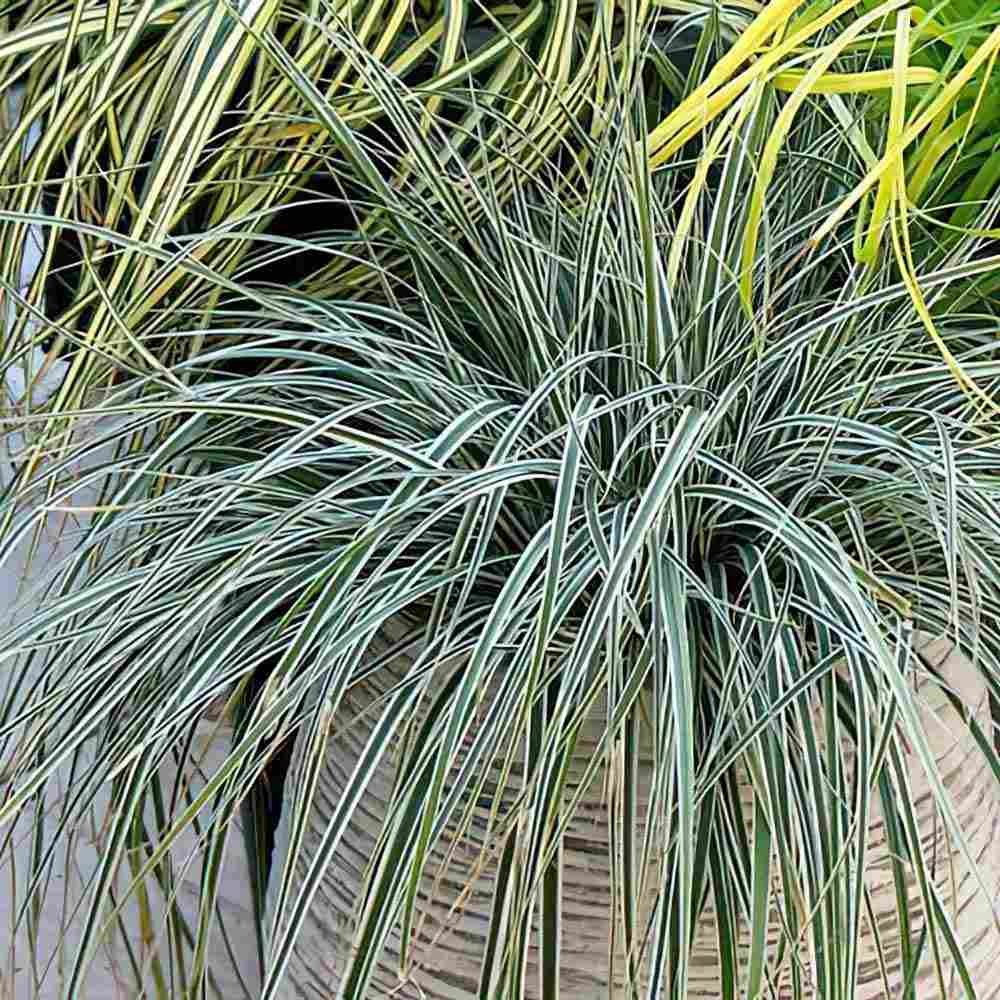 Iarba Ornamentala Carex Rogoz Everest