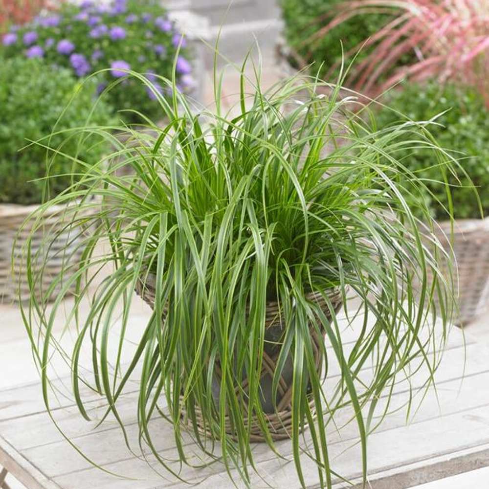 Iarba Ornamentala Carex Rogoz Evergreen, iarba ornamentala vesnic verde, decor pentru umbra