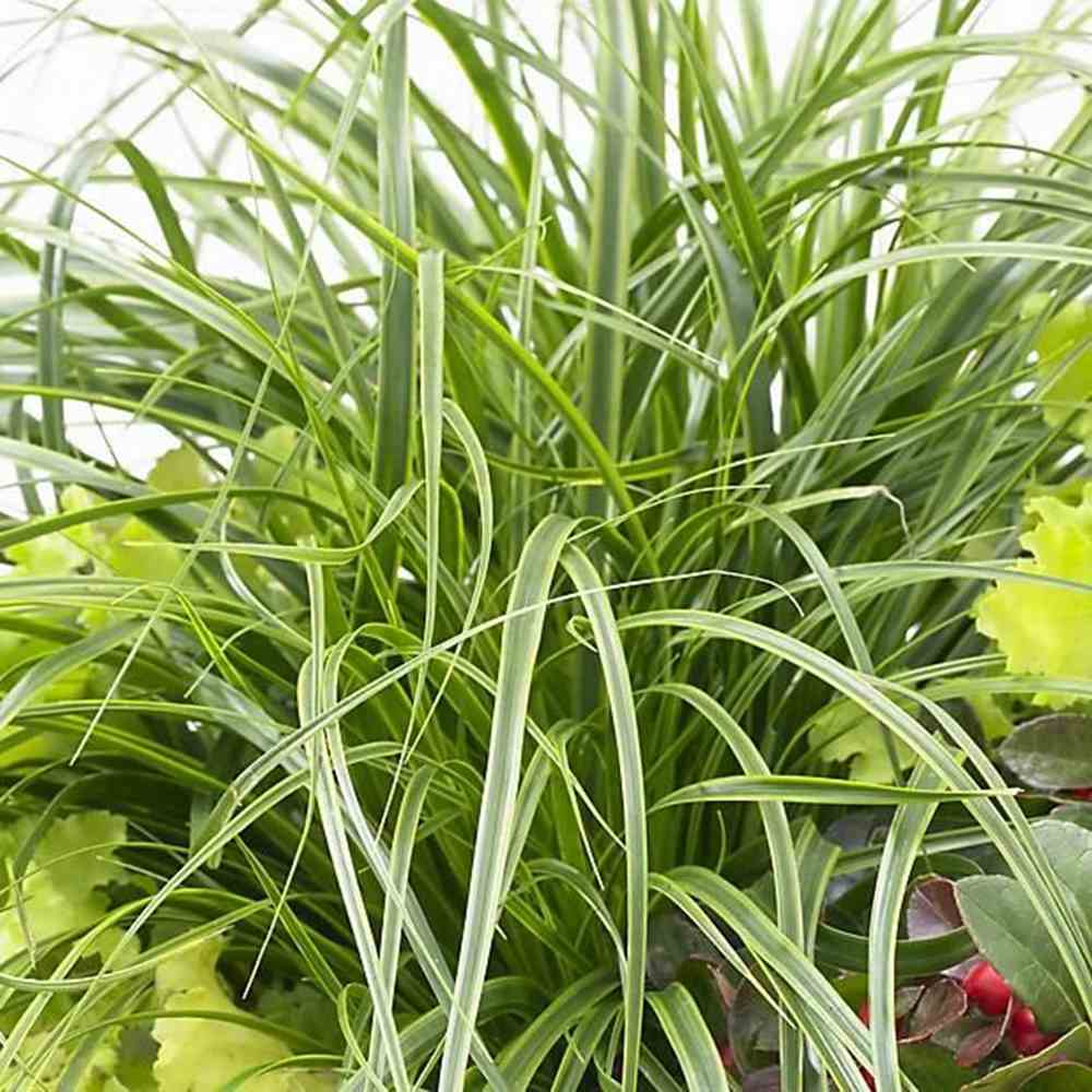 Iarba Ornamentala Carex Rogoz Evergreen, iarba ornamentala vesnic verde, decor pentru umbra
