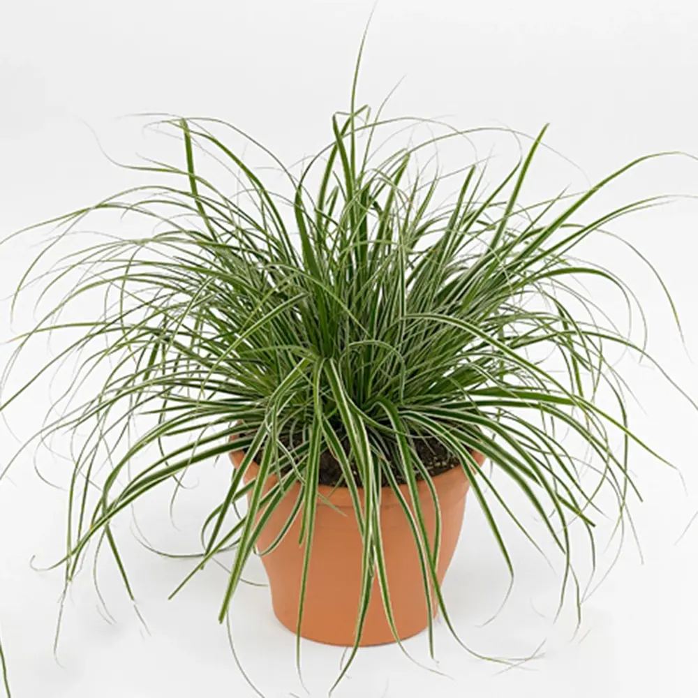 Iarba Ornamentala Carex Rogoz Evergreen, iarba ornamentala vesnic verde, decor pentru umbra