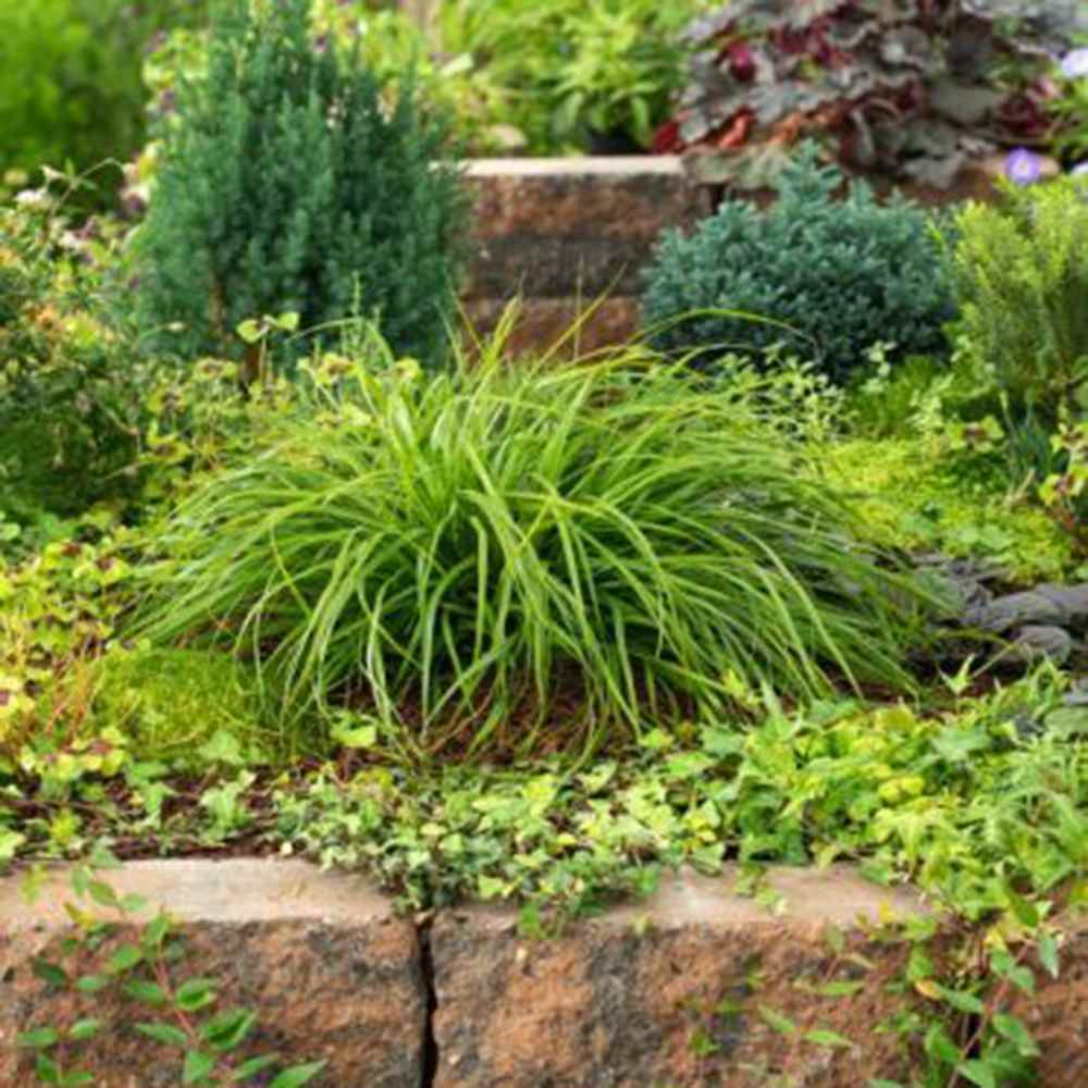 Iarba Ornamentala Carex Rogoz Evergreen, iarba ornamentala vesnic verde, decor pentru umbra