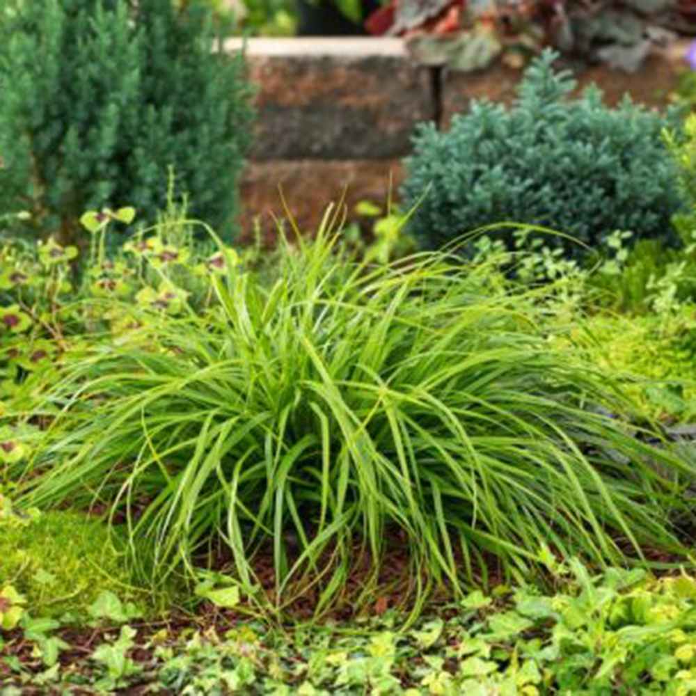 Iarba Ornamentala Carex Rogoz Evergreen, iarba ornamentala vesnic verde, decor pentru umbra