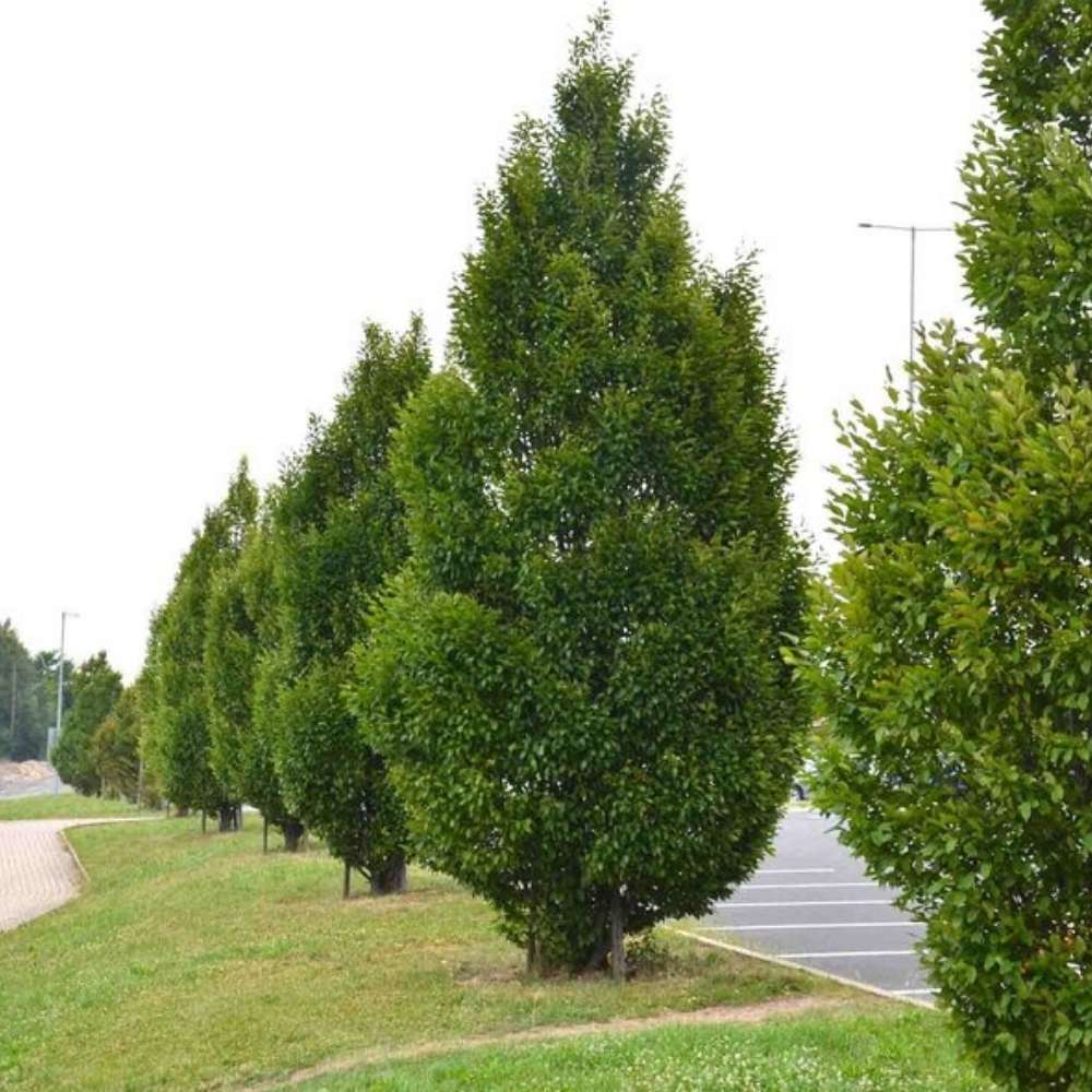 Carpen Piramidal (Carpinus Betulus Fastigiata), copac decorativ ingust, rezistent la frig, crestere moderata