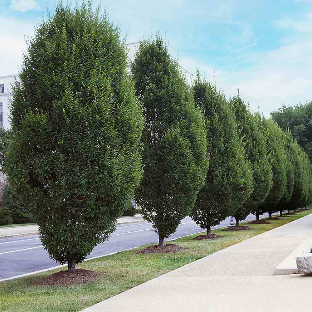 Carpen Piramidal (Carpinus Betulus Fastigiata), copac decorativ ingust, rezistent la frig, crestere moderata