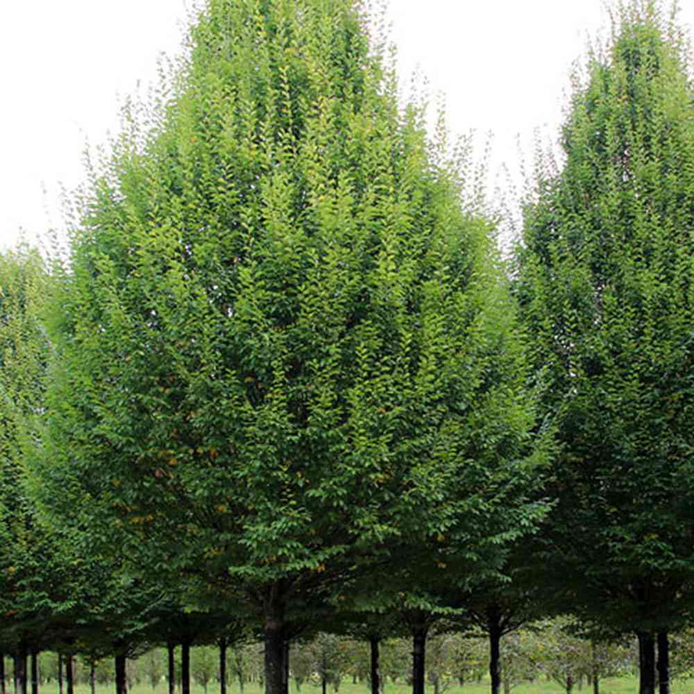 Carpen Columnar Frans Fontaine (Carpinus Betulus), carpen columnar, aspect arhitectural, coroana compacta, gradini moderne