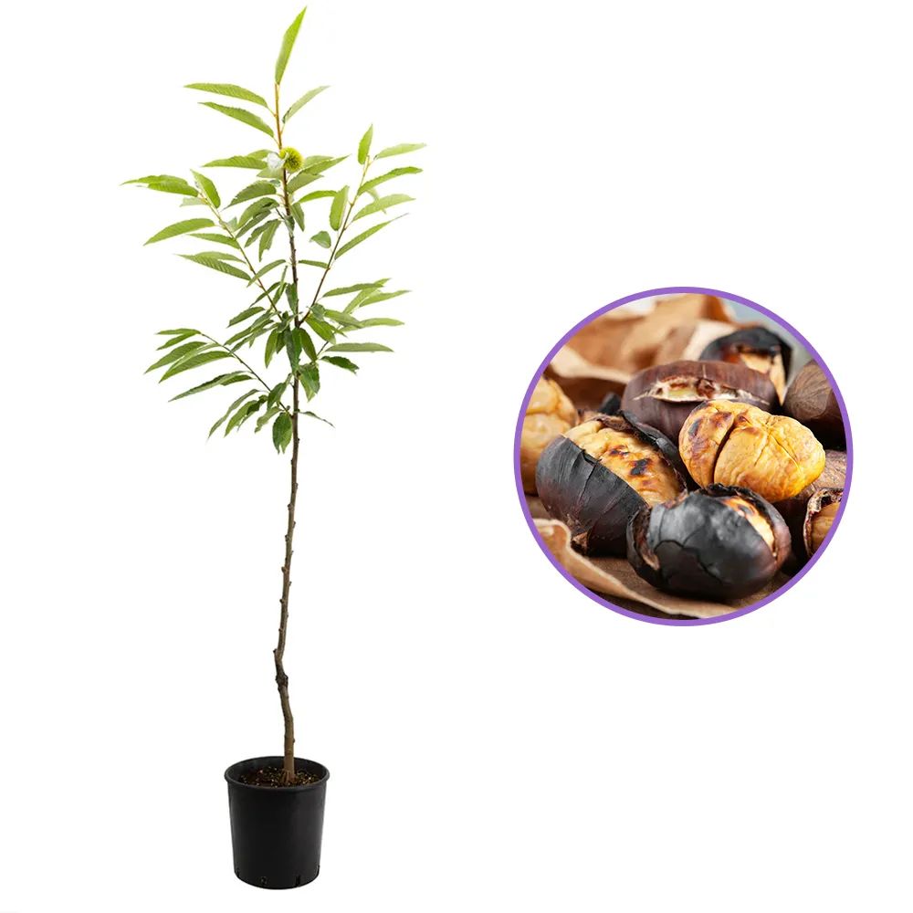 Castan Comestibil (Castanea Sativa), cu castane gustoase, an 3 pe rod