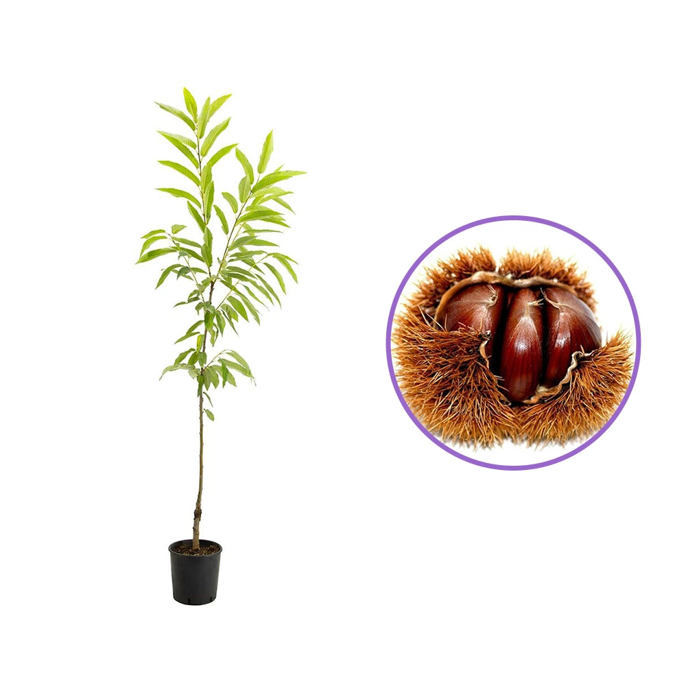Castan Comestibil (Castanea Sativa) Bouche de Betizac, cu castane gustoase, an 2 pe rod