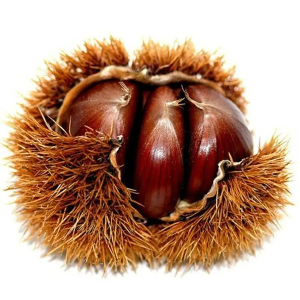 Castan Comestibil (Castanea Sativa) Bouche de Betizac, cu castane gustoase, an 2 pe rod