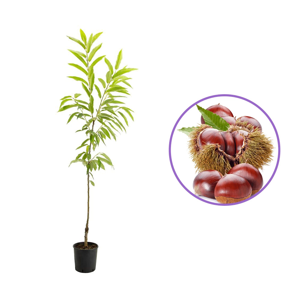 Castan Comestibil (Castanea Sativa) Marigoule, cu castane gustoase, an 2 pe rod