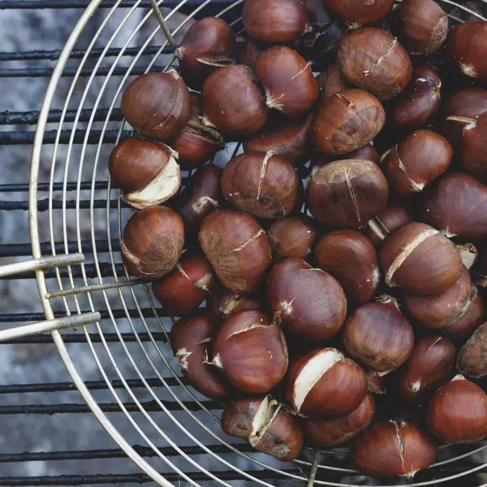 Castan Comestibil (Castanea Sativa) Marigoule, cu castane gustoase, an 2 pe rod