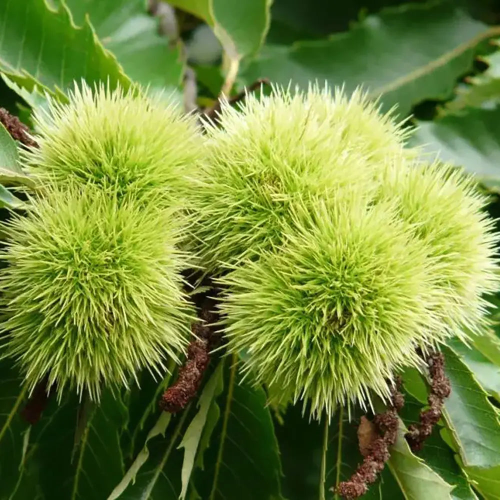 Castan Comestibil (Castanea Sativa) Marigoule, cu castane gustoase, an 2 pe rod