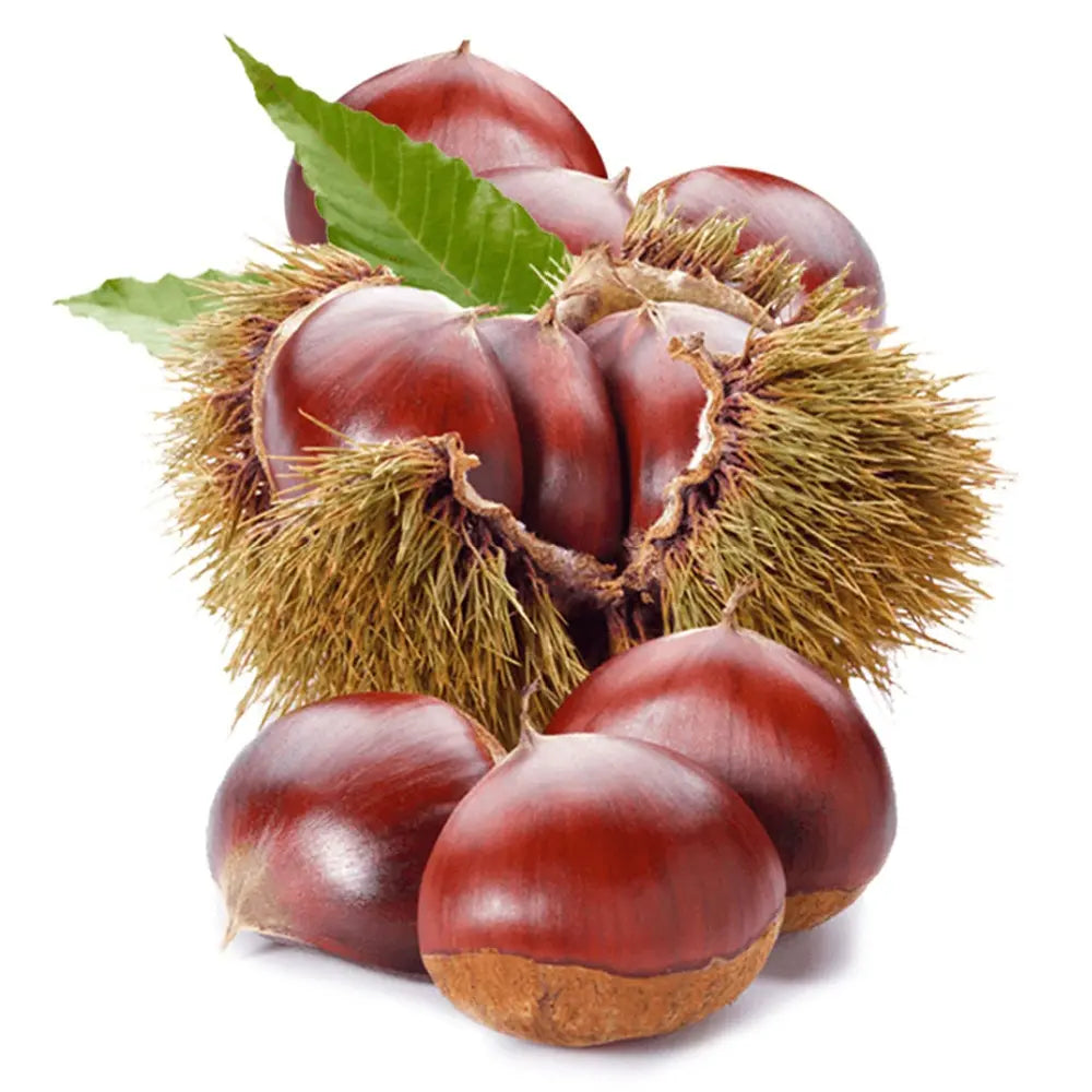 Castan Comestibil (Castanea Sativa) Marigoule, cu castane gustoase, an 2 pe rod