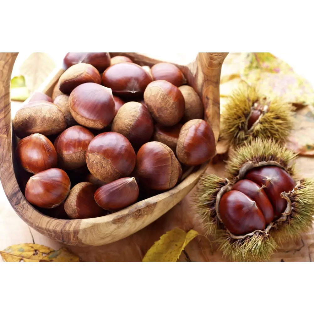 Castan Comestibil (Castanea Sativa) Marrone Castel Del Rio, cu castane gustoase, an 2 pe rod