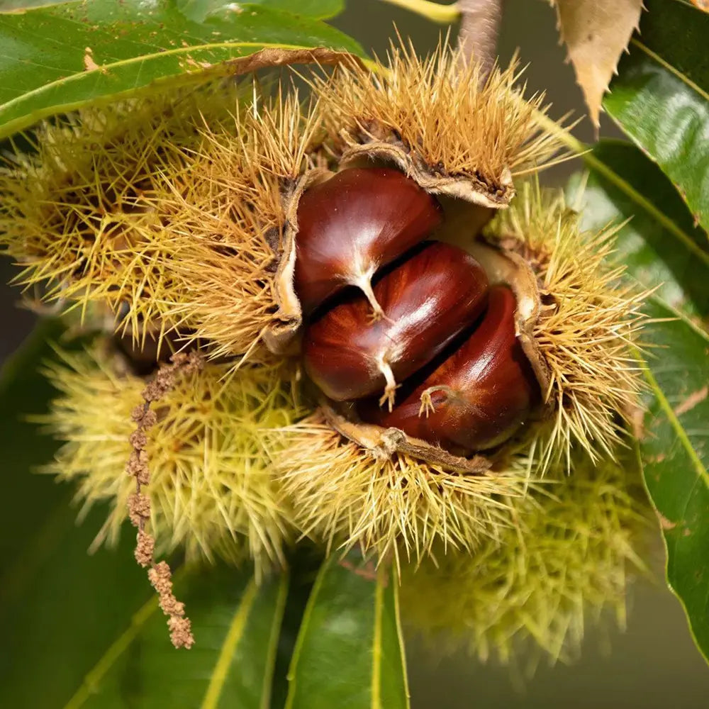 Castan Comestibil (Castanea Sativa) Marrone Castel Del Rio, cu castane gustoase, an 2 pe rod