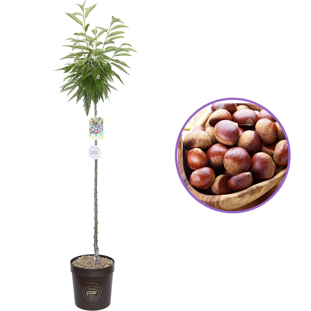 Castan Comestibil (Castanea Sativa) Marrone Castel Del Rio, cu castane gustoase, an 2 pe rod