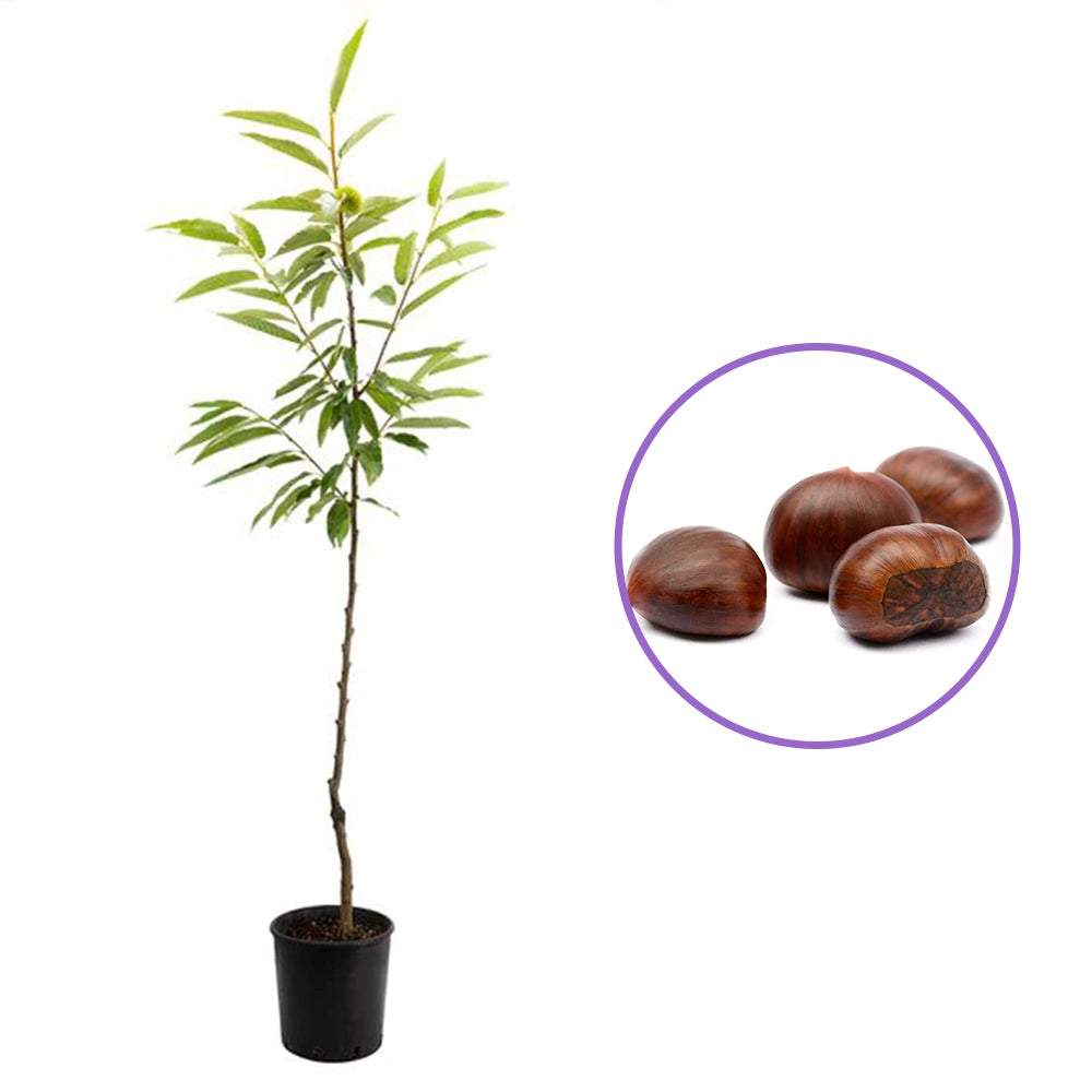 Castan Comestibil (Castanea Sativa) Marrone Di Marradi, cu castane gustoase, an 2 pe rod