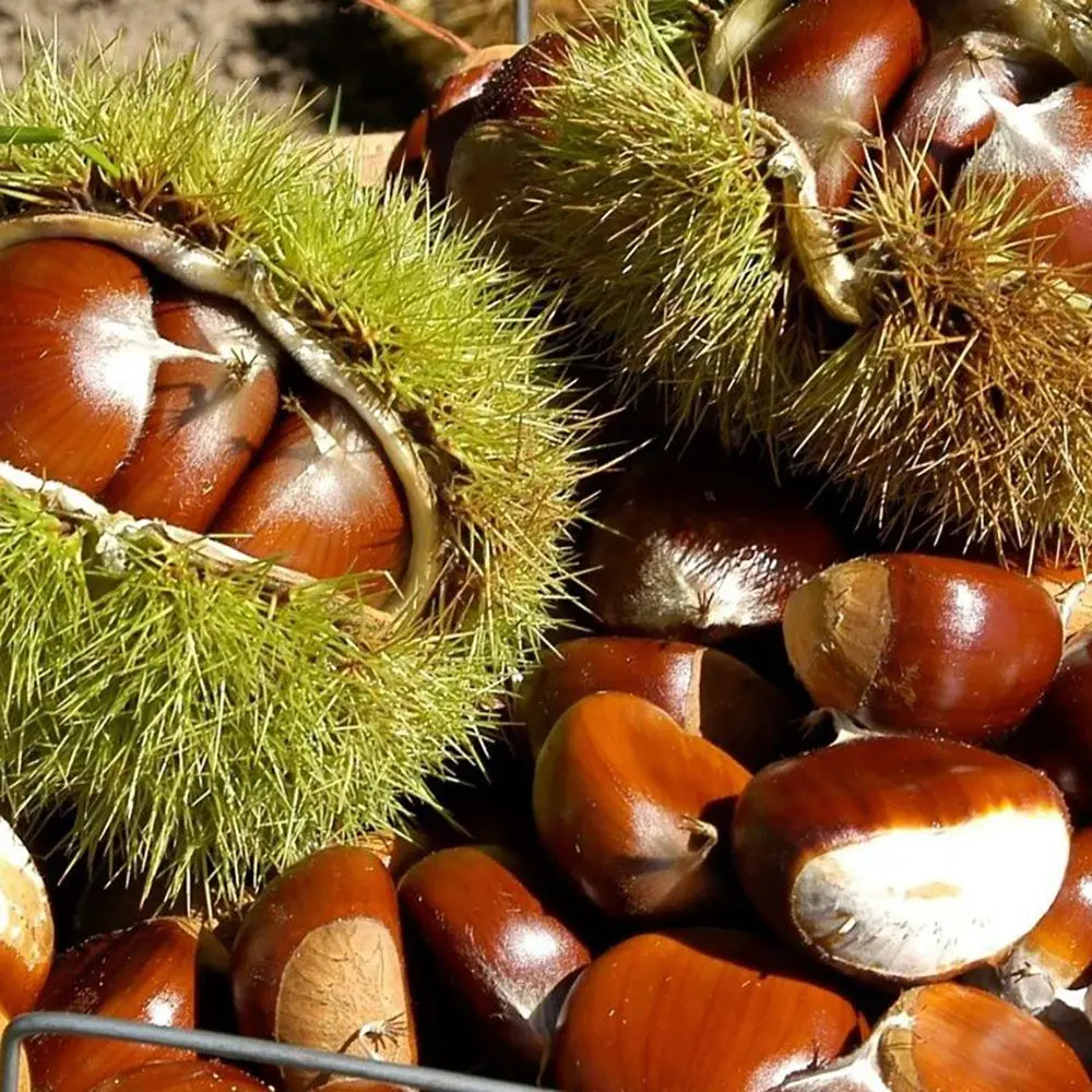 Castan Comestibil (Castanea Sativa) Marrone Di Marradi, cu castane gustoase, an 2 pe rod