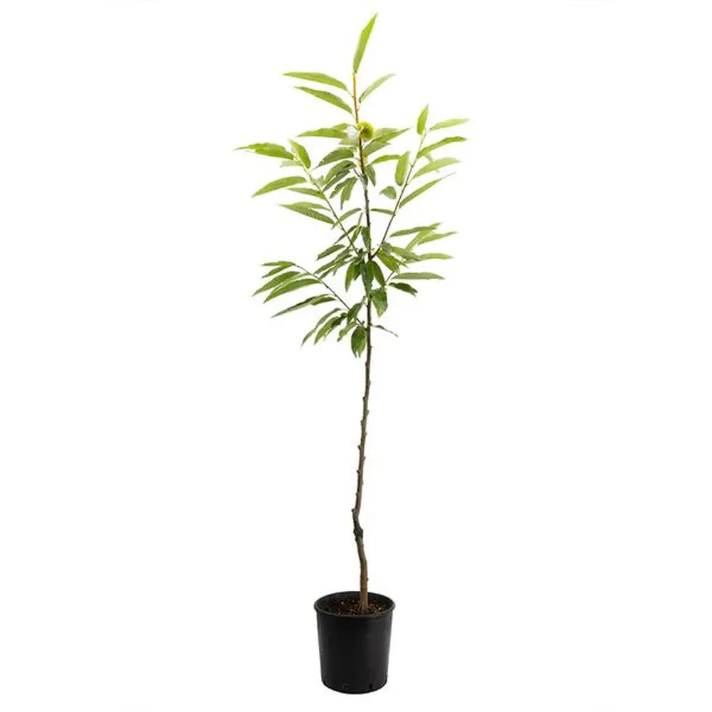 Castan Comestibil (Castanea Sativa) Marrone Di Marradi, cu castane gustoase, an 2 pe rod