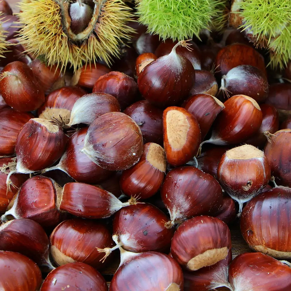 Castan Comestibil (Castanea Sativa) Marrone Di Marradi, cu castane gustoase, an 2 pe rod