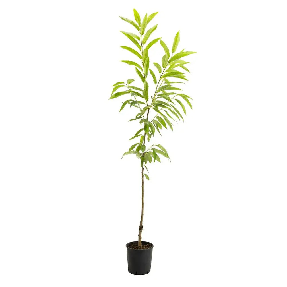 Castan Comestibil (Castanea Sativa) Marrone Di Susa, cu castane gustoase, an 2 pe rod