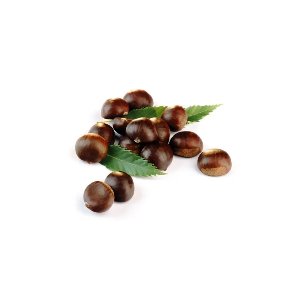 Castan Comestibil (Castanea Sativa) Marrone Di Susa, cu castane gustoase, an 2 pe rod