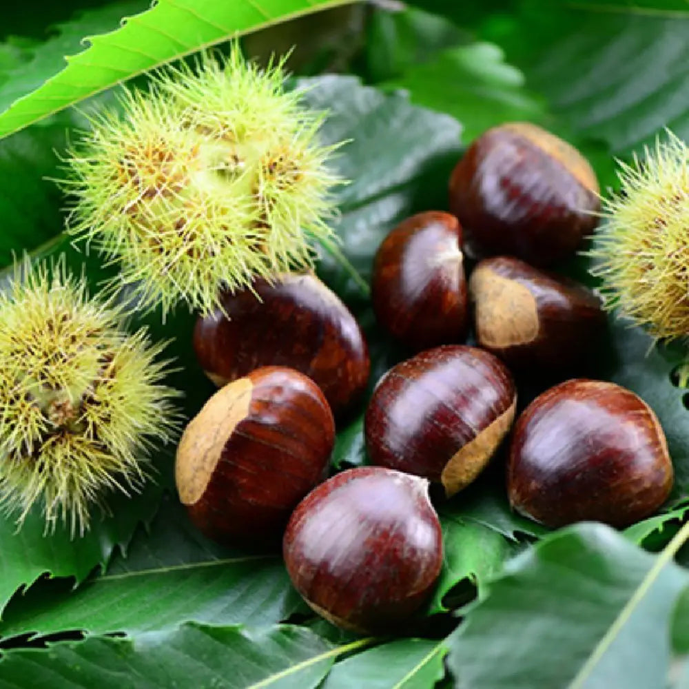 Castan Comestibil (Castanea Sativa) Marrone Di Susa, cu castane gustoase, an 2 pe rod