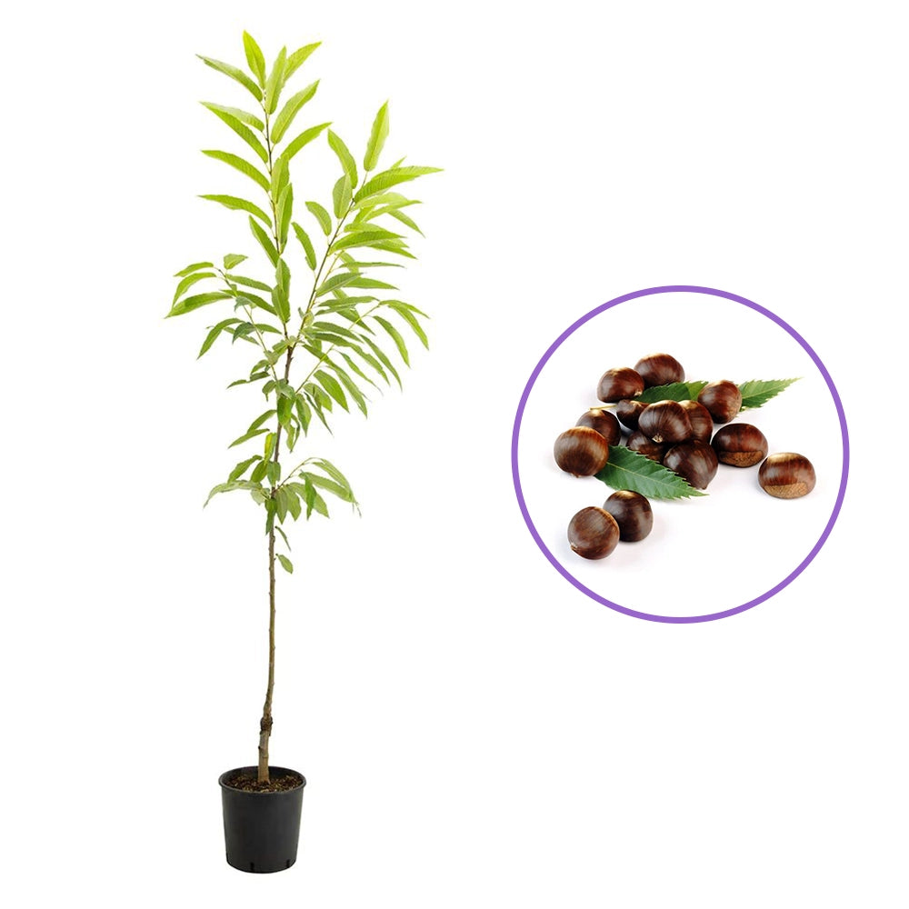 Castan Comestibil (Castanea Sativa) Marrone Di Susa, cu castane gustoase, an 2 pe rod