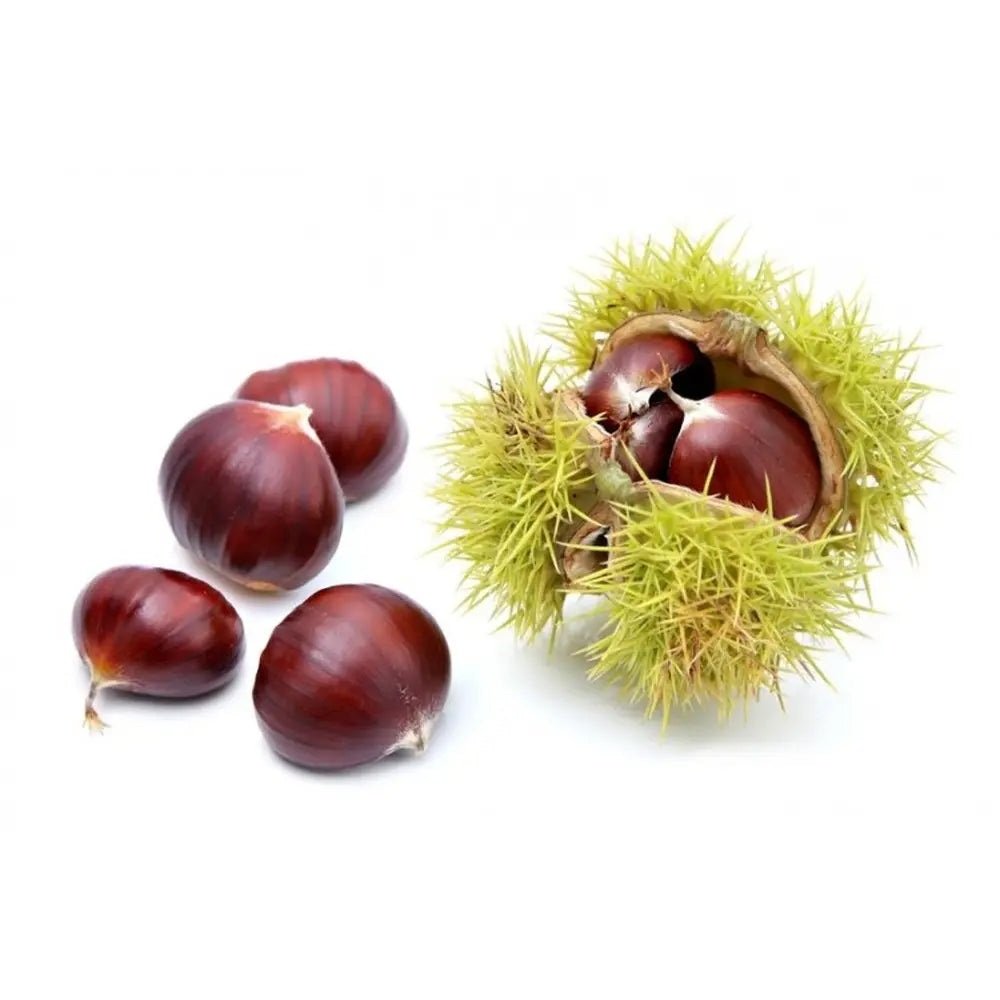 Castan Comestibil (Castanea Sativa) Marrone Fiorentino, cu castane gustoase, an 2 pe rod
