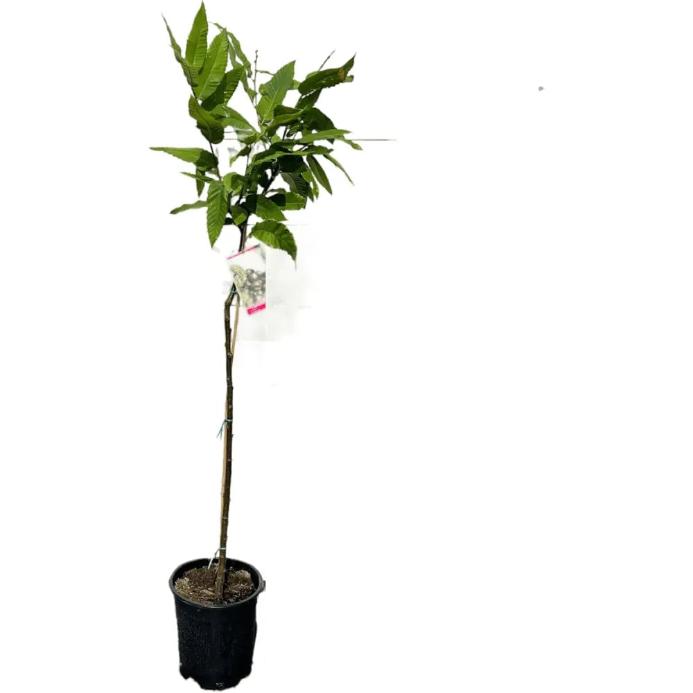 Castan Comestibil (Castanea Sativa) Marrone Fiorentino, cu castane gustoase, an 2 pe rod