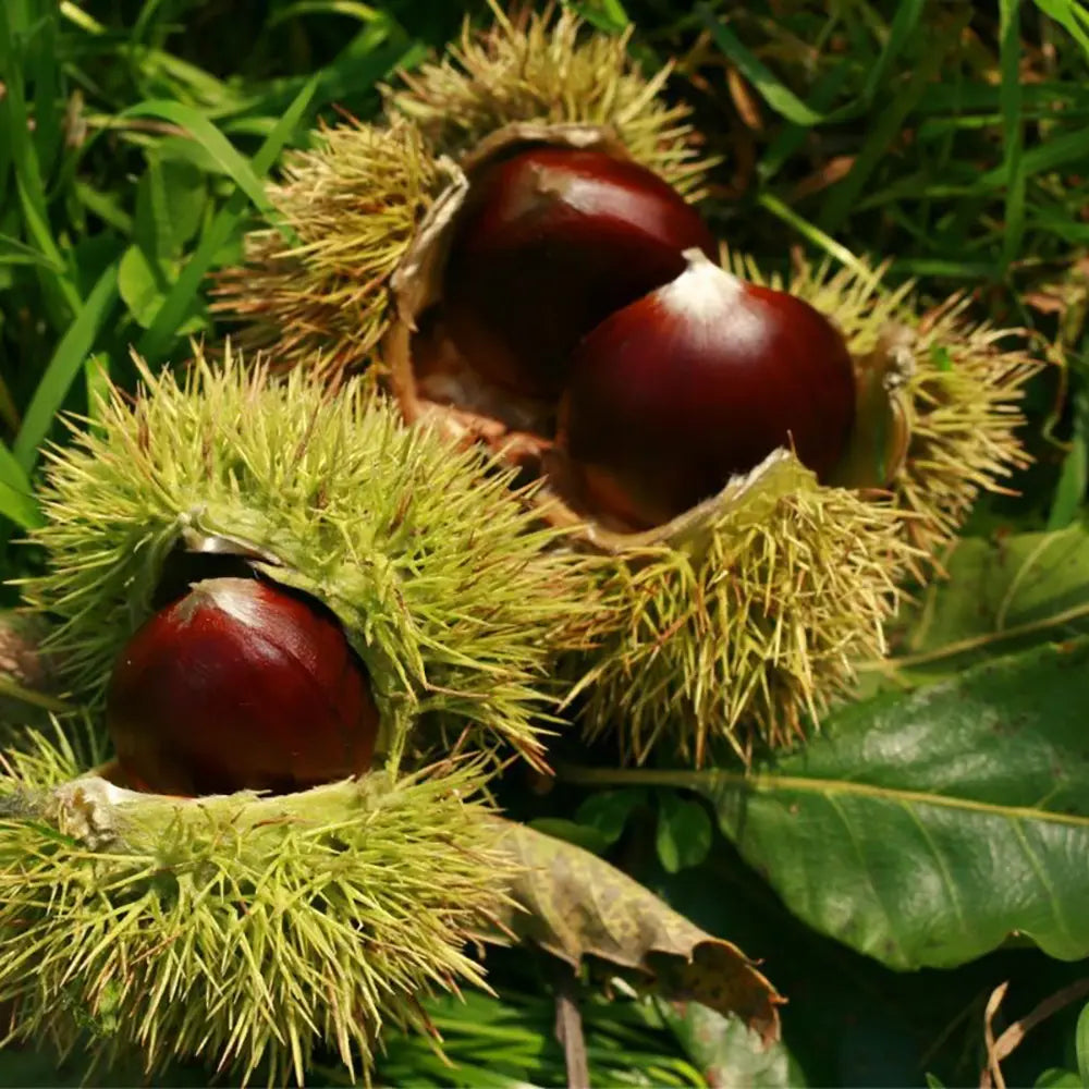 Castan Comestibil (Castanea Sativa) Marrone Fiorentino, cu castane gustoase, an 2 pe rod