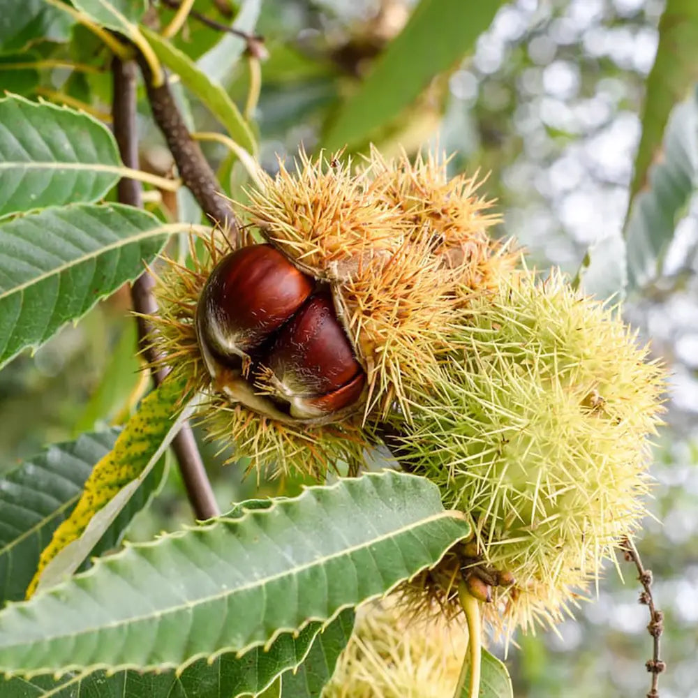 Castan Comestibil (Castanea Sativa) Marrone Fiorentino, cu castane gustoase, an 2 pe rod