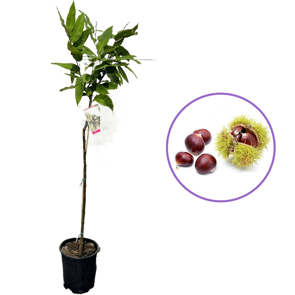 Castan Comestibil (Castanea Sativa) Marrone Fiorentino, cu castane gustoase, an 2 pe rod