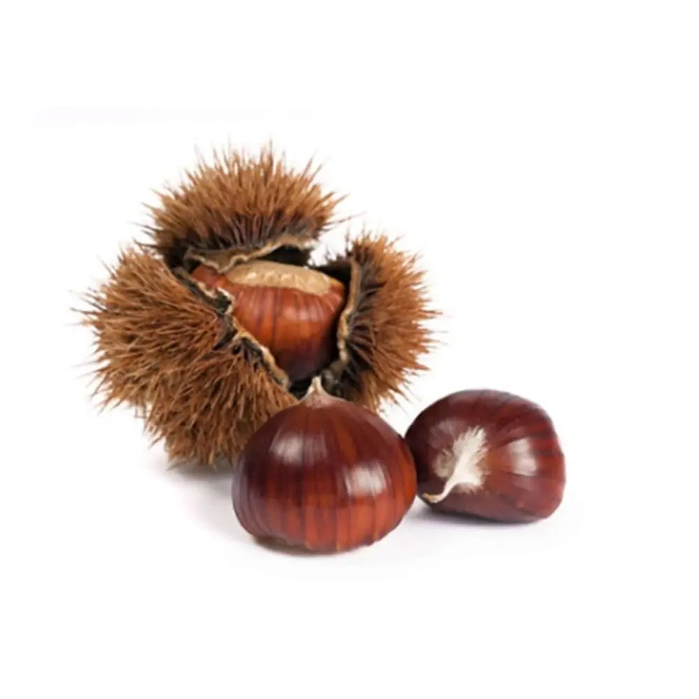 Castan Comestibil (Castanea Sativa) Marubia Di Cuneo, cu castane gustoase, an 2 pe rod