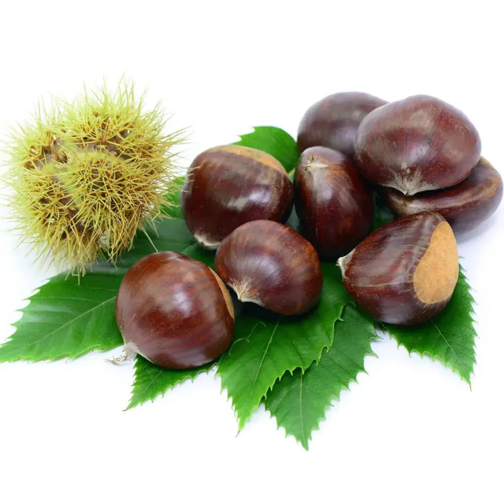 Castan Comestibil (Castanea Sativa) Marubia Di Cuneo, cu castane gustoase, an 2 pe rod