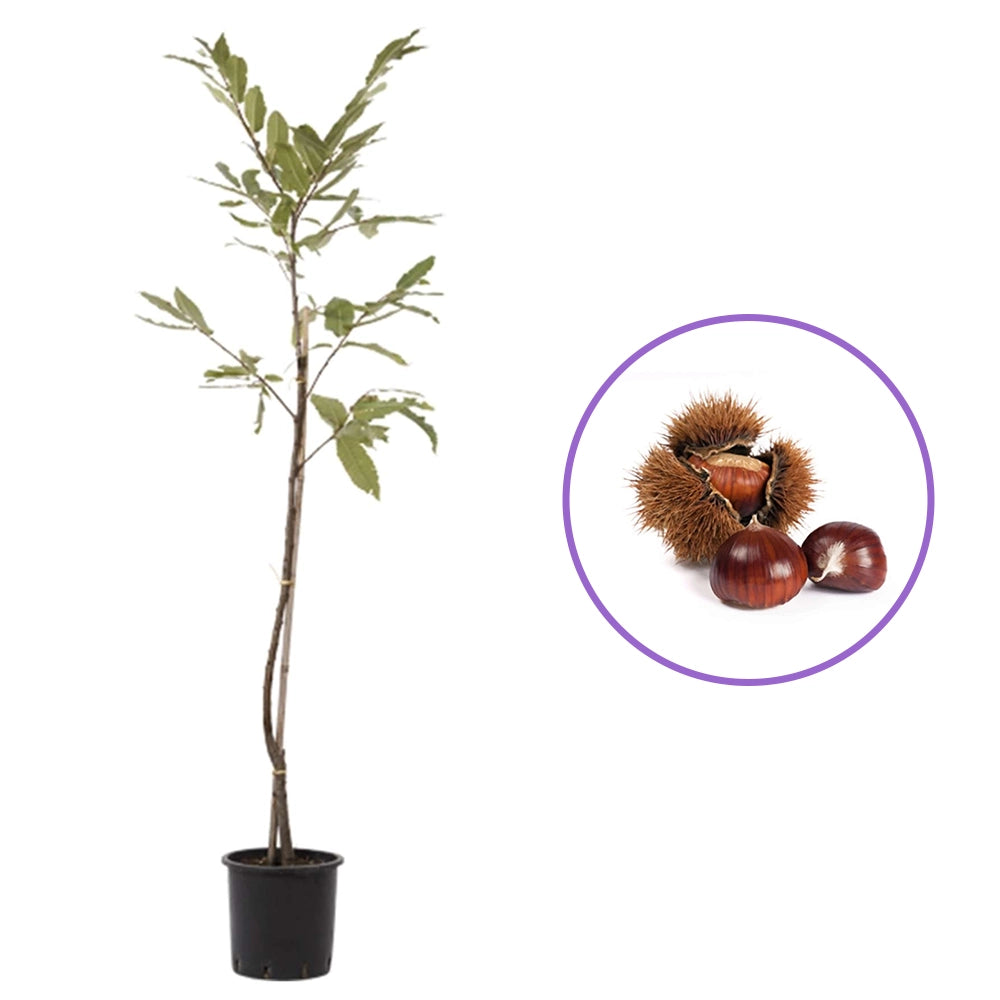 Castan Comestibil (Castanea Sativa) Marubia Di Cuneo, cu castane gustoase, an 2 pe rod