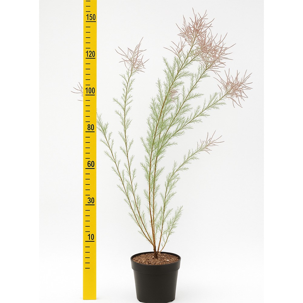 Catina Roz (Tamarix Ramosissima) Pink Cascade, arbust decorativ roz rezistent la seceta si frig